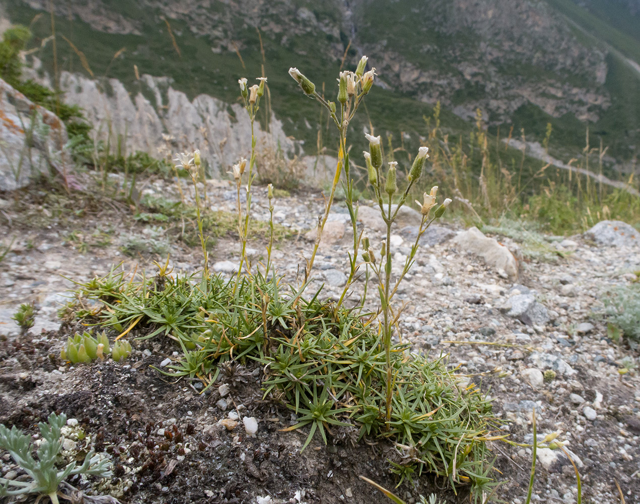 Изображение особи Minuartia circassica.