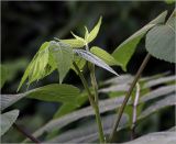 Juglans mandshurica
