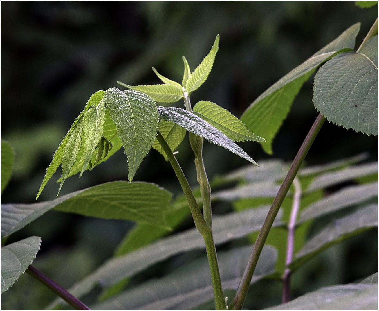 Изображение особи Juglans mandshurica.