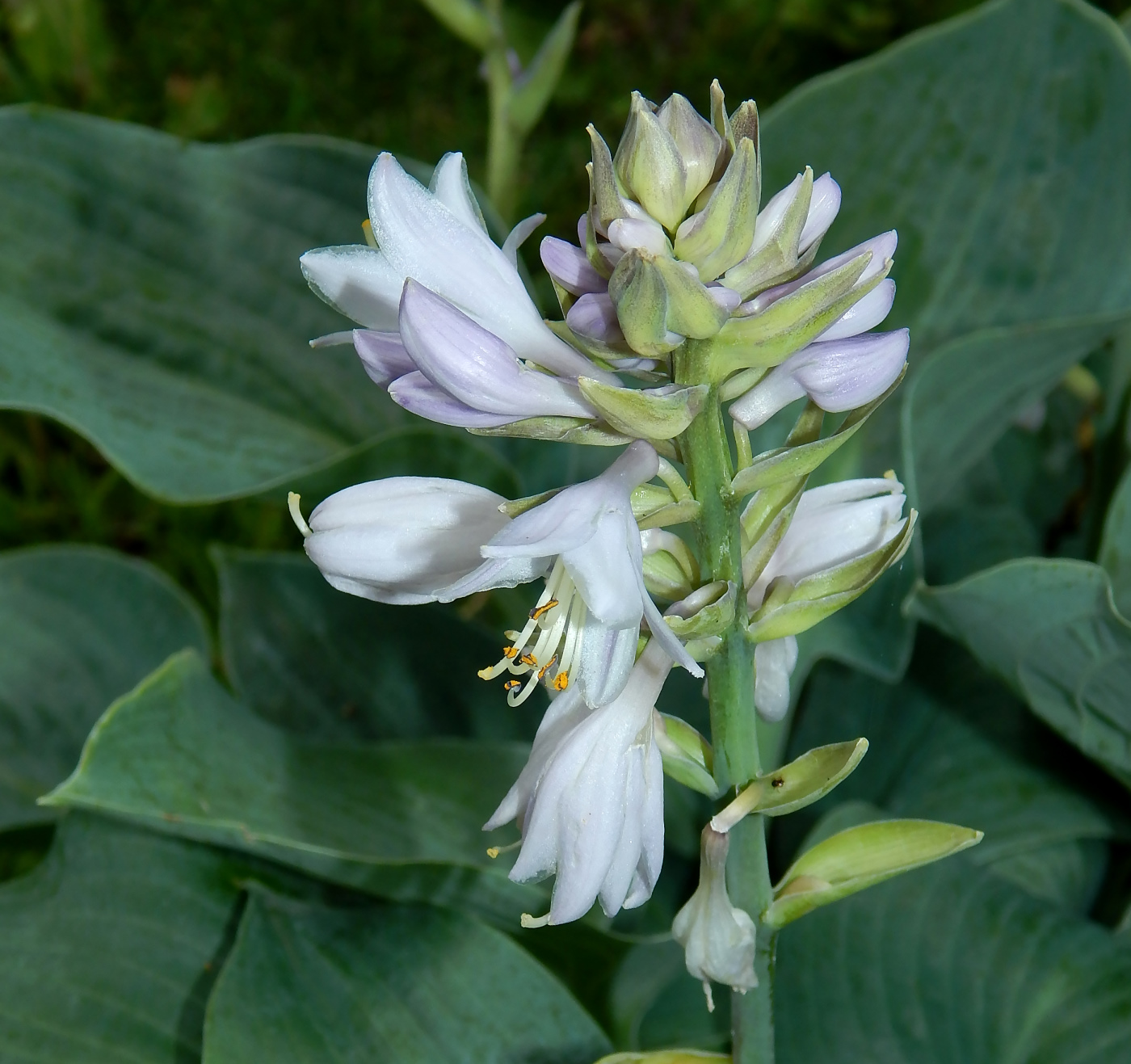 Image of genus Hosta specimen.