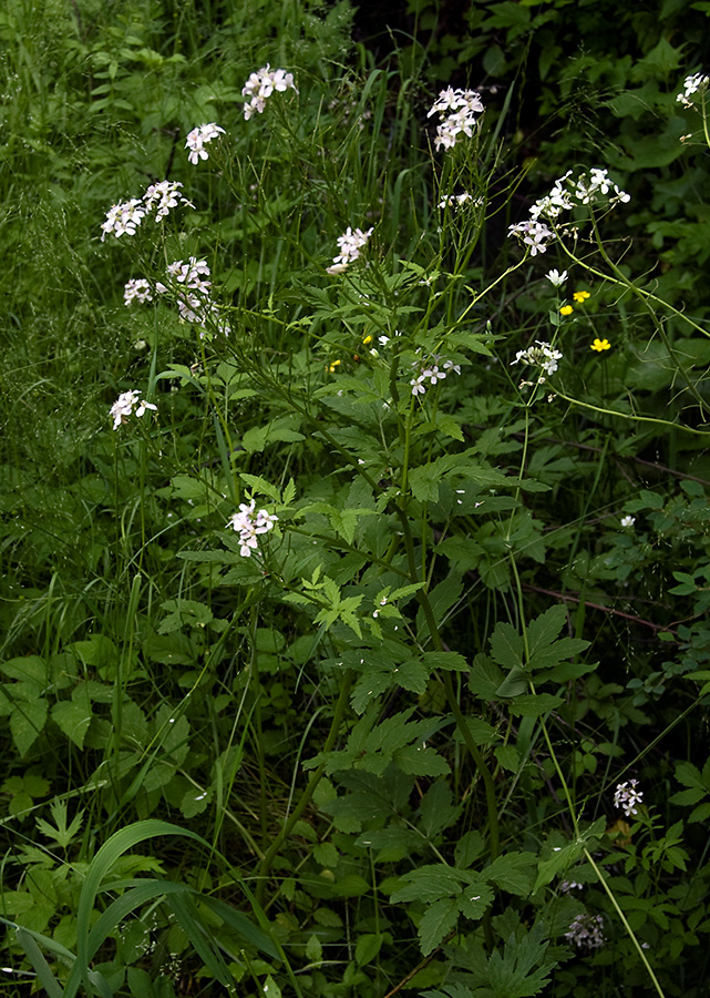 Изображение особи Cardamine macrophylla.