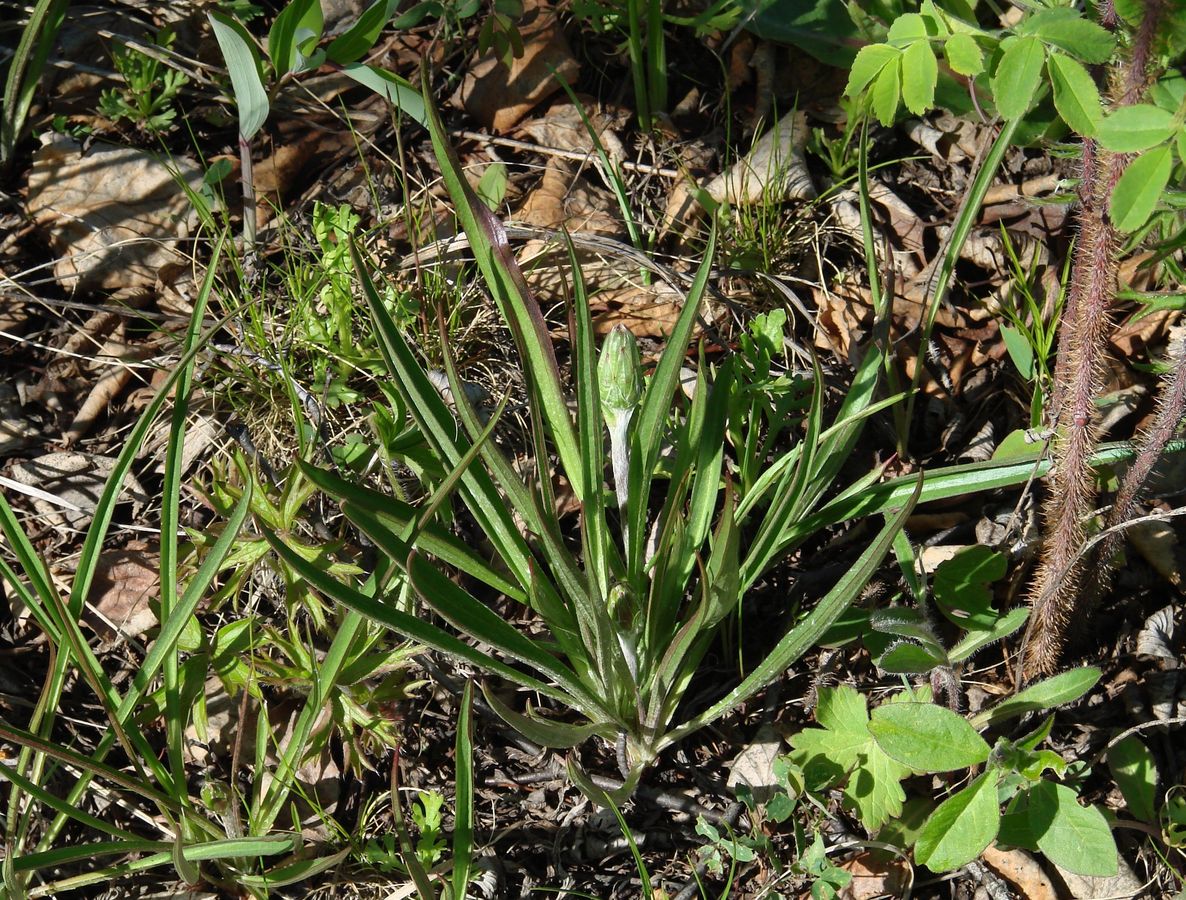 Image of Scorzonera austriaca specimen.