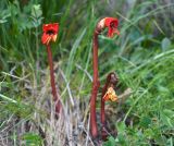 Phelypaea coccinea. Цветущее растение. Республика Северная Осетия-Алания, Ирафский р-н, Большой Кавказ, восточный склон хр. Стурфарс, у тропы подъёма на пер. Дунта, ≈ 2290 м н.у.м., субальпийский луг. 06.07.2021.