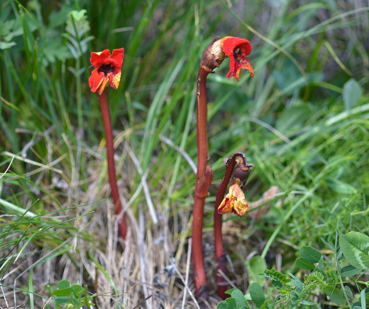 Изображение особи Phelypaea coccinea.