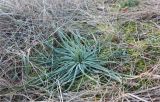 Asphodeline lutea. Вегетирующее растение. Краснодарский край, м/о г. Геленджик, окр. с. Кабардинка, Трубецкая щель, поляна в можжевеловом лесу. 16.01.2022.