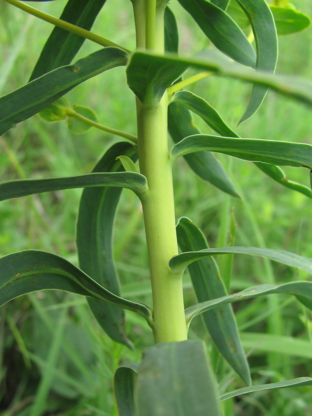 Изображение особи Euphorbia seguieriana.