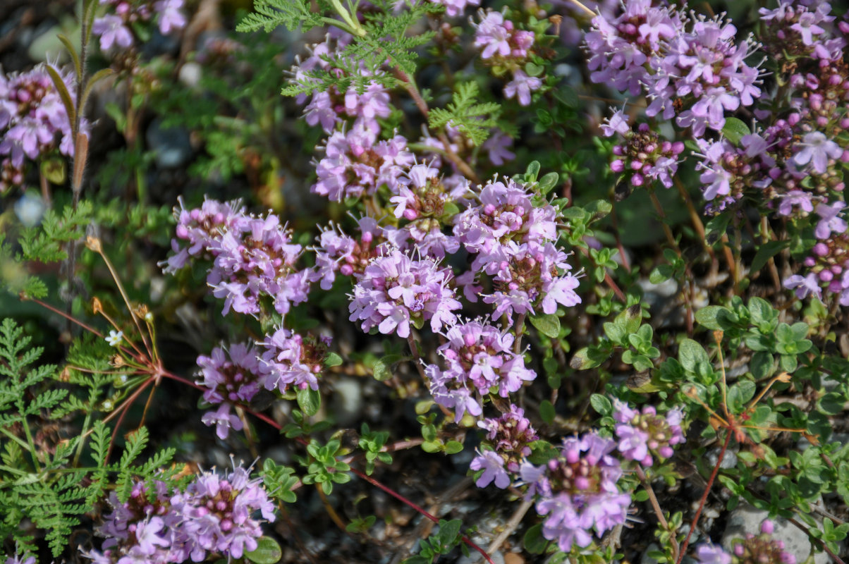 Изображение особи род Thymus.