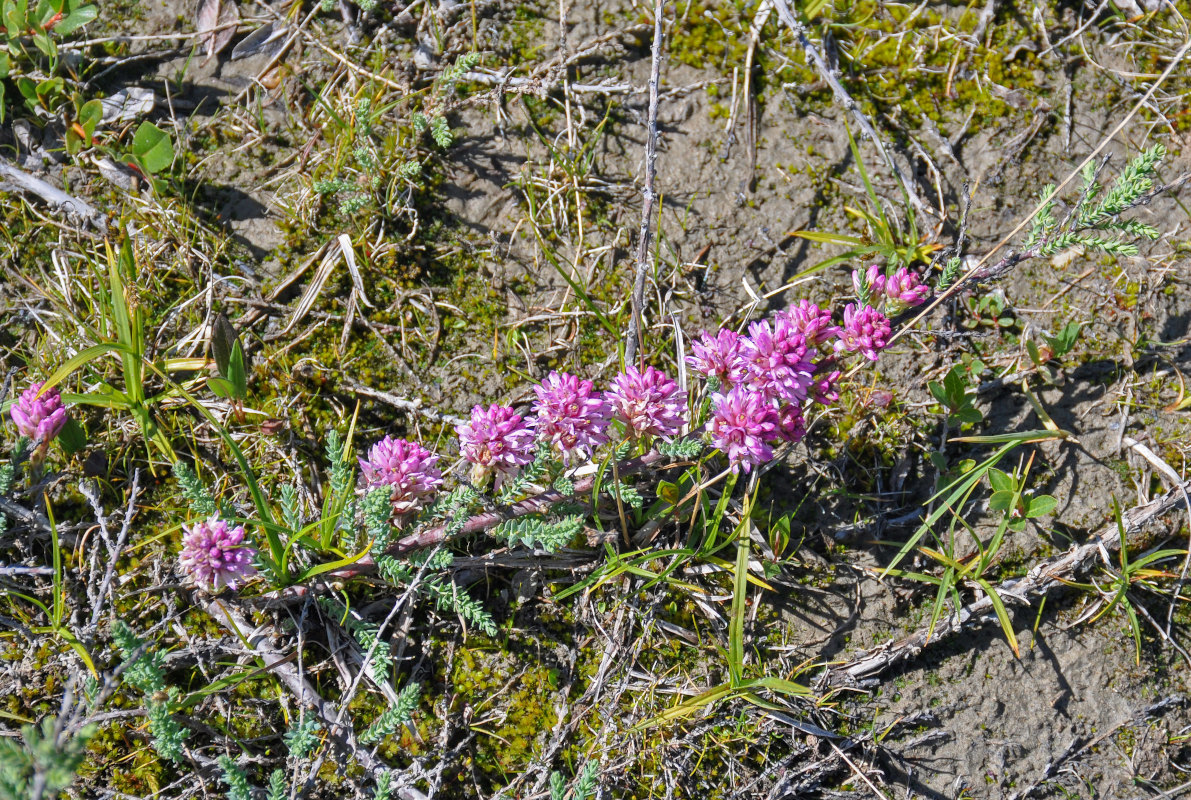 Image of Myricaria squamosa specimen.