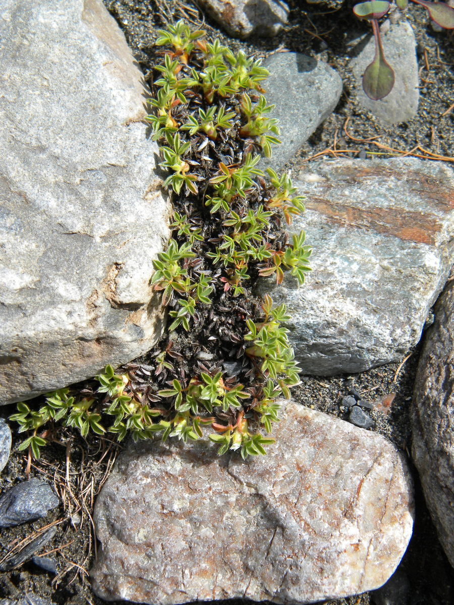 Image of Sibbaldia tetrandra specimen.