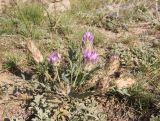 Astragalus laguroides