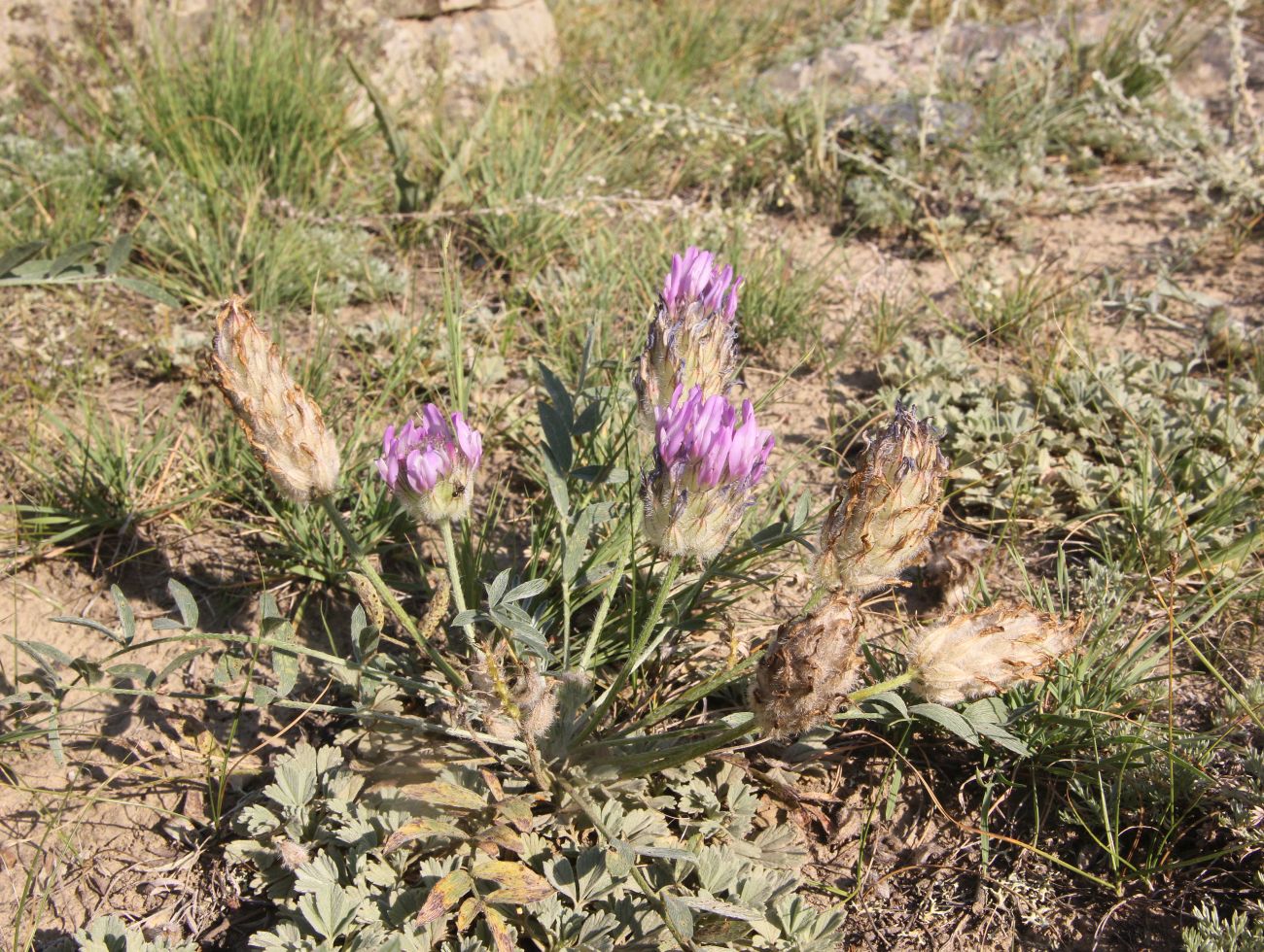 Изображение особи Astragalus laguroides.