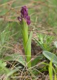 Anacamptis morio подвид caucasica. Зацветающее растение. Краснодарский край, Крымский р-н, окр. станицы Неберджаевская, ур. Темрючки, каменистая поляна в грабово-дубовом лесу. 23.04.2022.