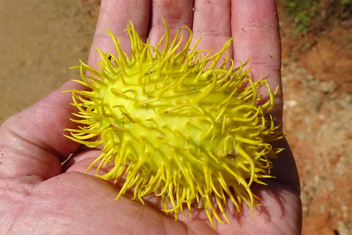 Image of Cucumis zeyheri specimen.