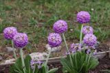 Primula denticulata. Цветущие растения. Томская обл., г. Томск, Академгородок, в культуре. 15.05.2022.