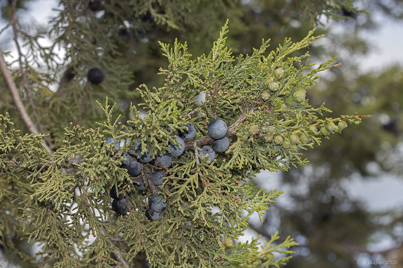 Image of Juniperus excelsa specimen.