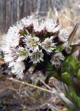 Petasites frigidus