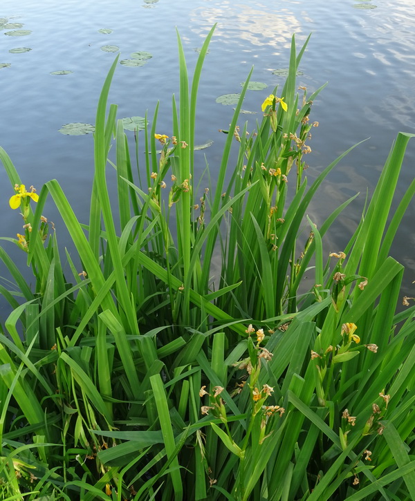 Изображение особи Iris pseudacorus.