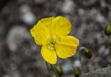 Papaver croceum