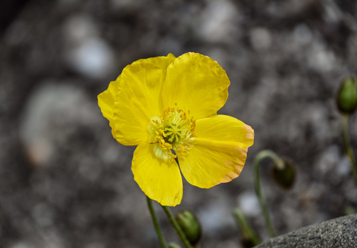 Изображение особи Papaver croceum.