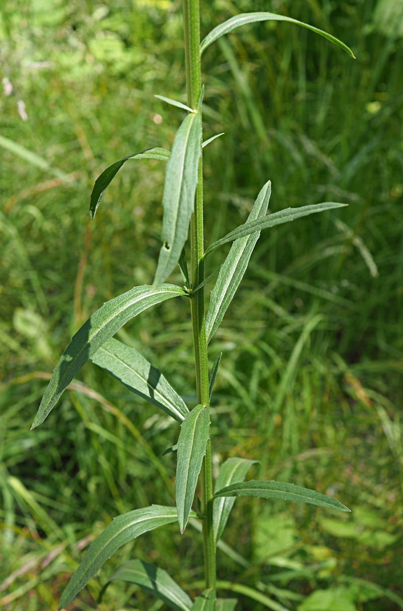 Изображение особи Erysimum hieraciifolium.