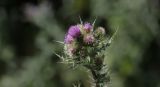 Cirsium polyacanthum