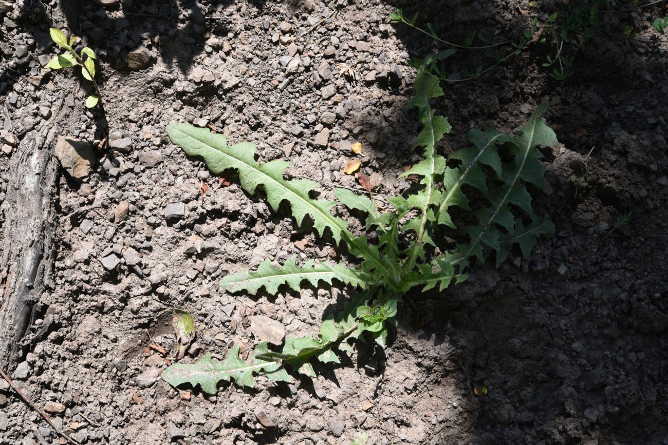 Image of familia Asteraceae specimen.