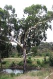 genus Eucalyptus. Вегетирующее растение. Австралия, штат Виктория, национальный парк \"Yarra Ranges\". 09.01.2011.