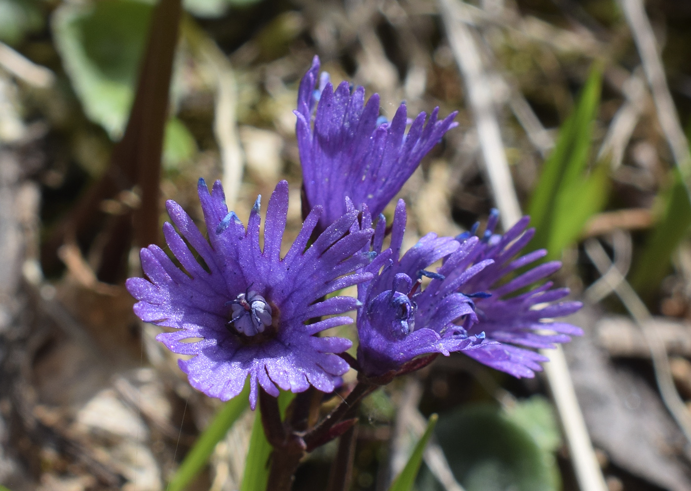 Image of Soldanella alpina specimen.