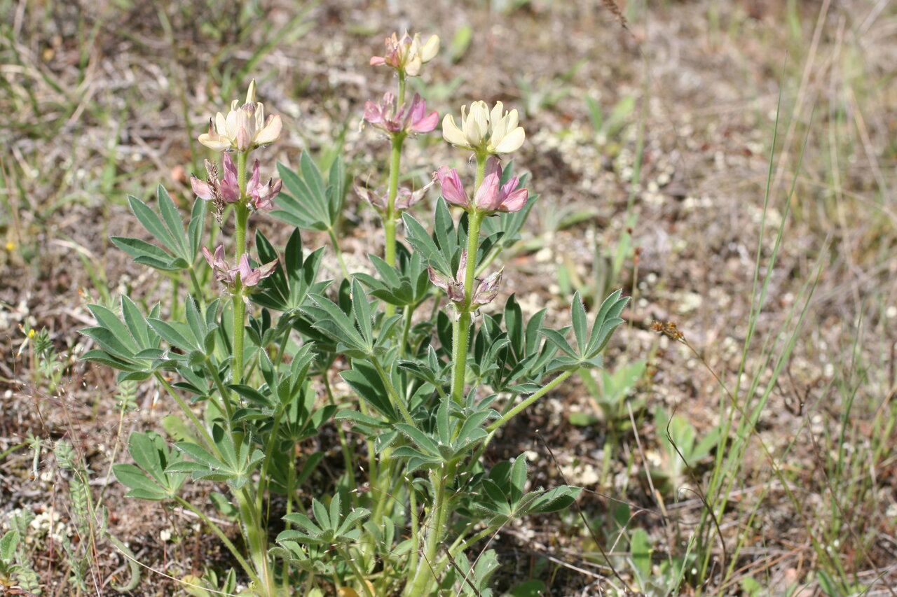 Изображение особи Lupinus gredensis.