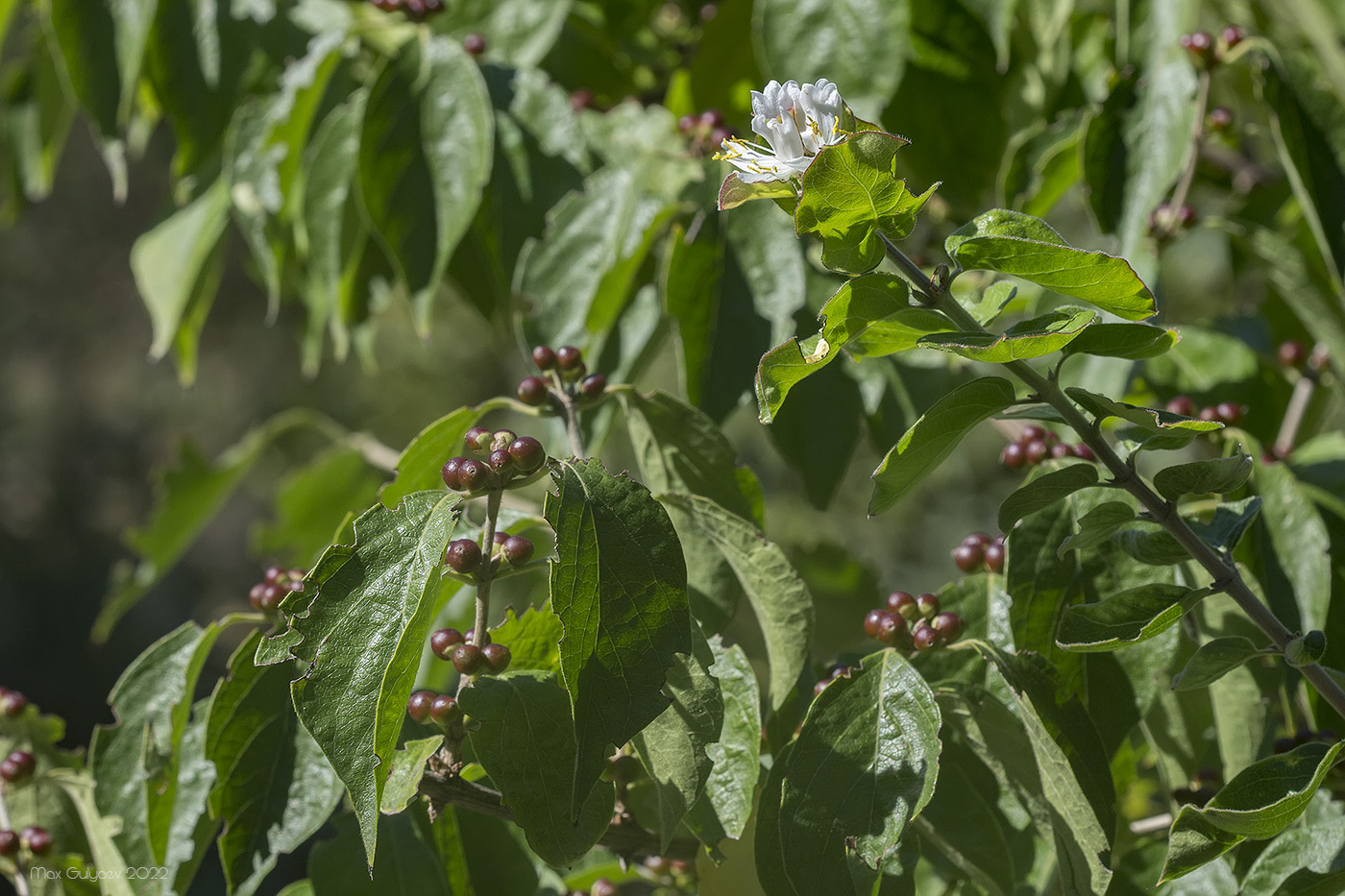 Image of genus Lonicera specimen.