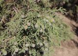 Juniperus seravschanica