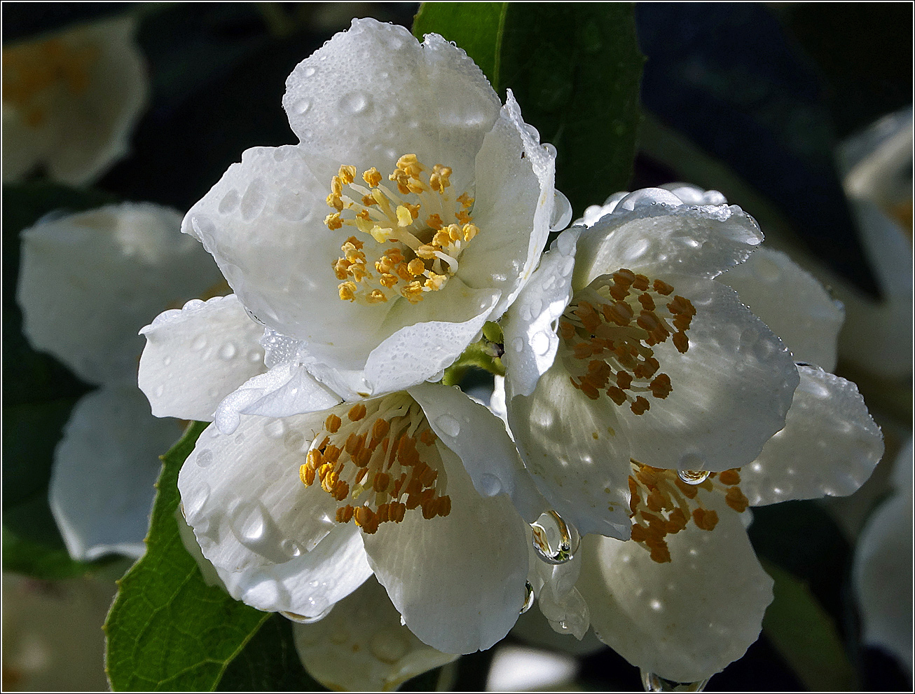 Изображение особи Philadelphus pubescens.