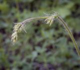 Silene nutans