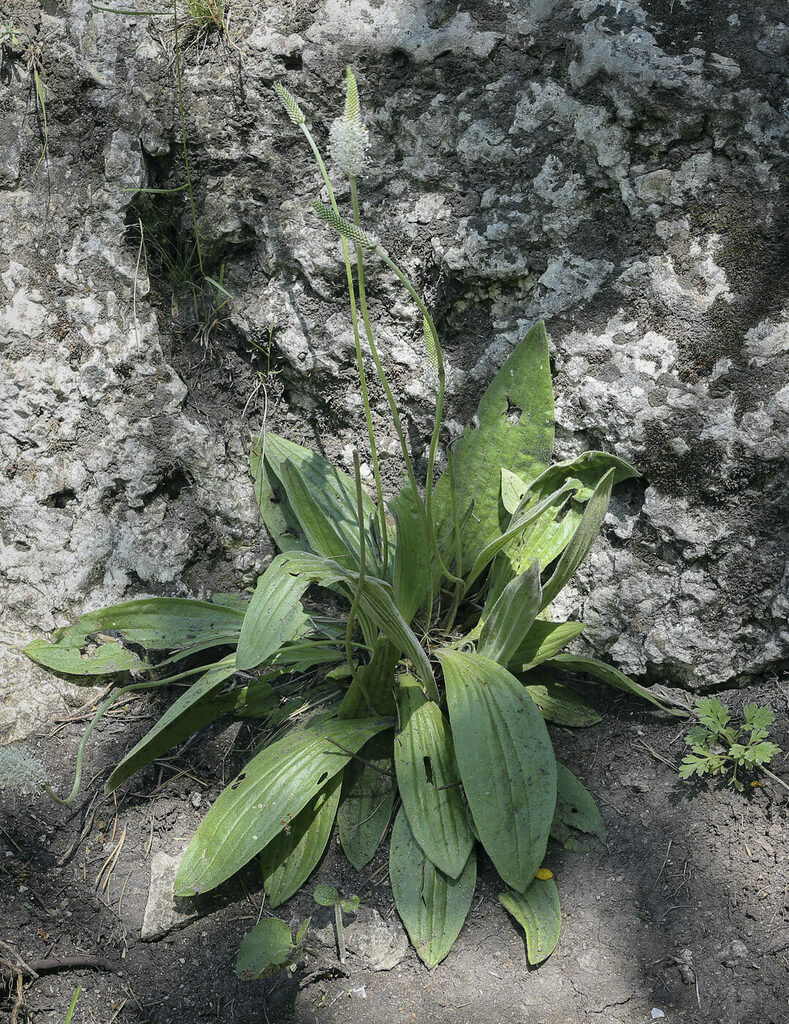 Изображение особи Plantago urvillei.