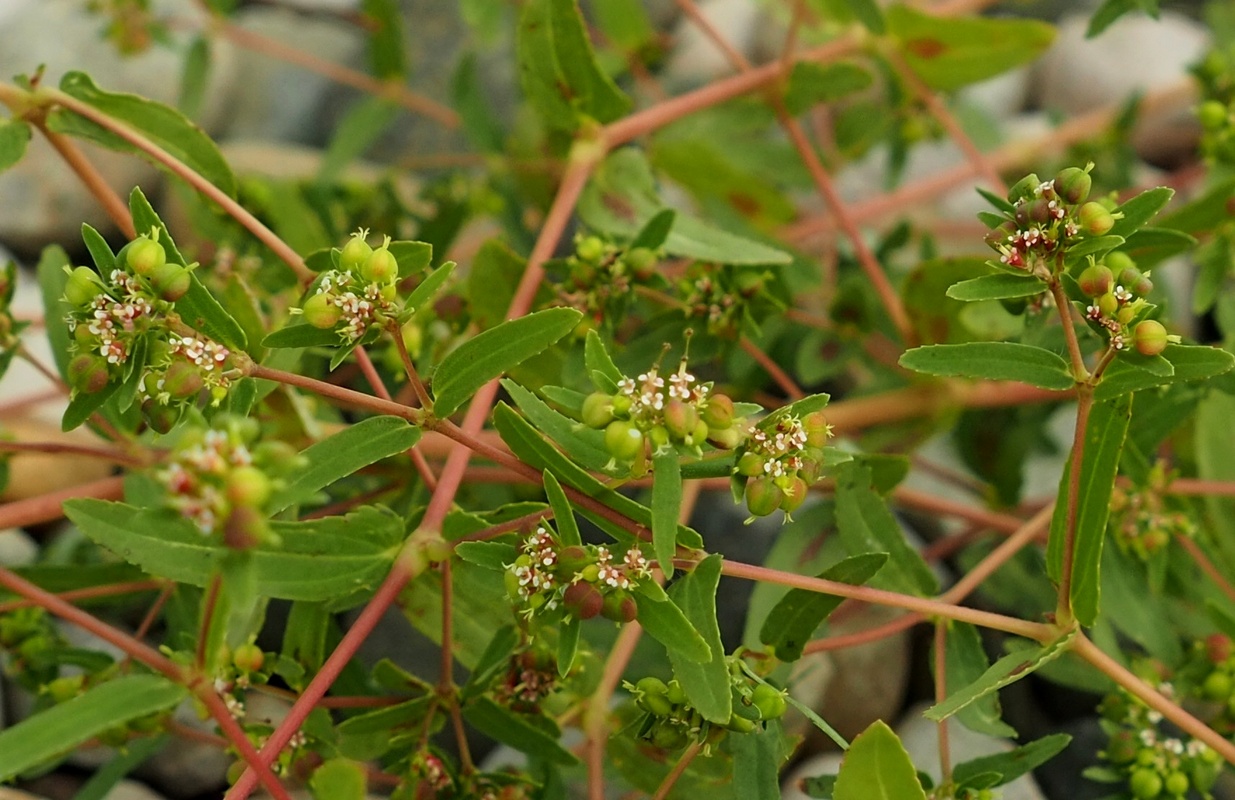 Изображение особи Euphorbia nutans.