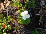 Rubus chamaemorus. Цветущее растение с аномальным 4-членным цветком. Якутия, Алданский р-н, заболоченная терраса р. Тимптон. 23.06.2007.