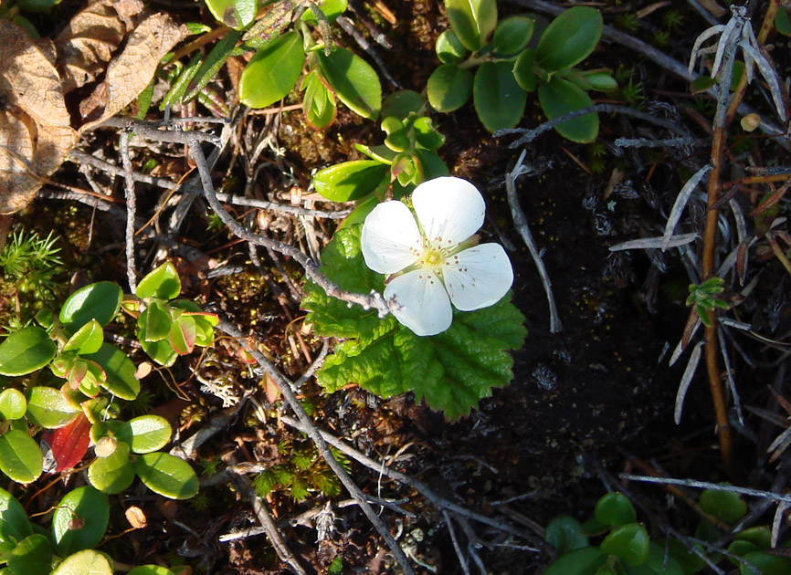 Изображение особи Rubus chamaemorus.