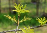 Fraxinus mandshurica