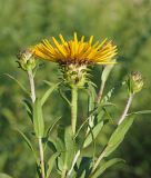 Inula salicina. Верхушки побегов с цветущим и развивающимися соцветиями. Ульяновская обл., Мелекесский р-н, окр. пос. Верх. Мелекесс, долина р. Мал. Авраль, надпойменная терраса, луг с участками засоления. 23.07.2022.