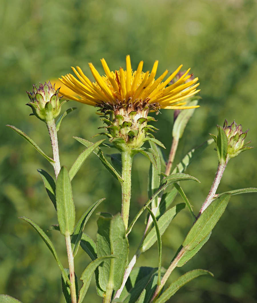 Изображение особи Inula salicina.