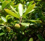 Arbutus unedo