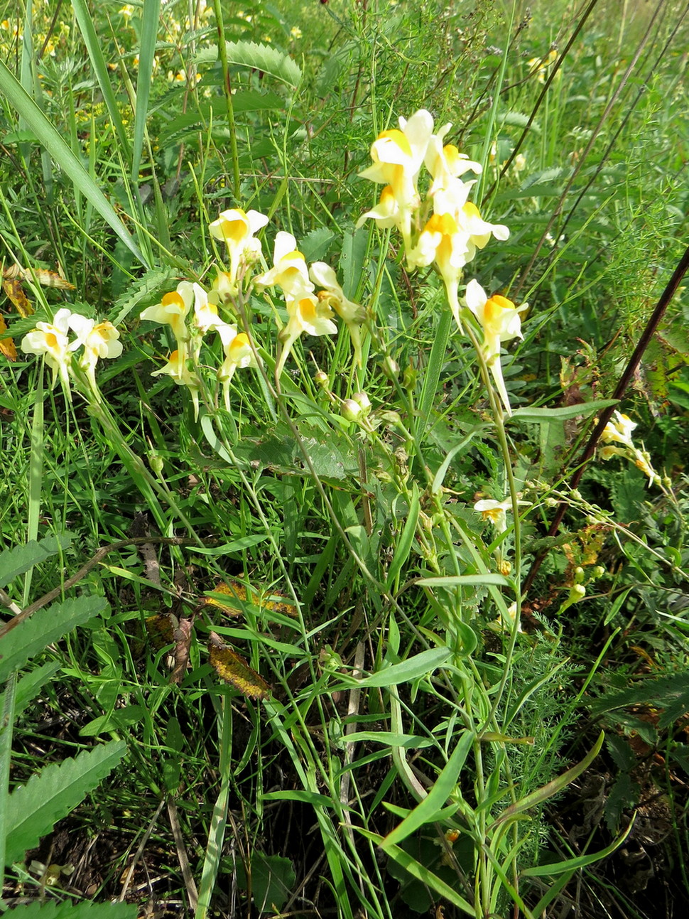 Image of Linaria melampyroides specimen.