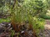 Dryopteris filix-mas