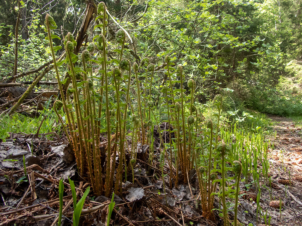 Image of Dryopteris filix-mas specimen.