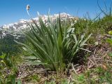 Plantago atrata