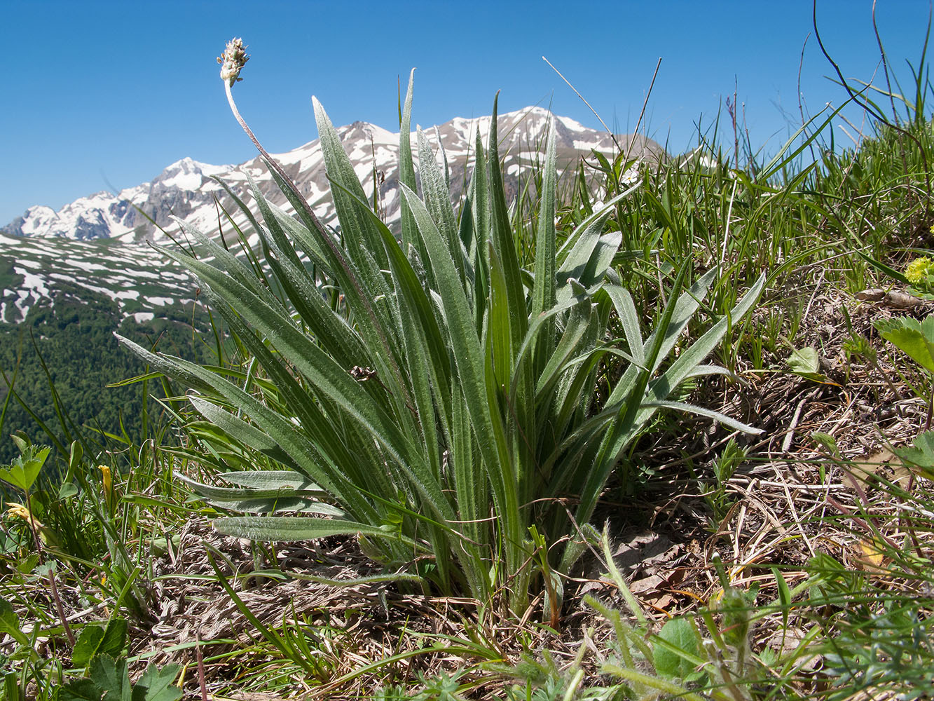 Изображение особи Plantago atrata.