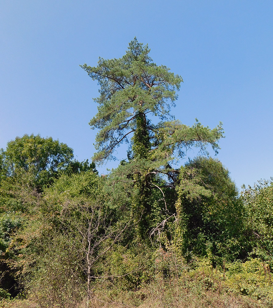 Image of Pinus sylvestris ssp. hamata specimen.