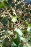 genus Zanthoxylum