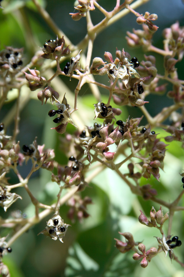 Image of genus Zanthoxylum specimen.