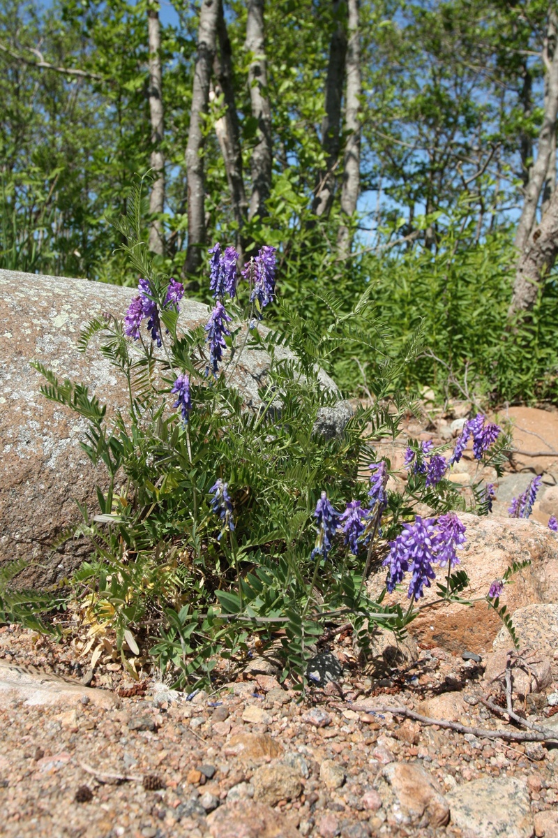 Image of Vicia cracca specimen.